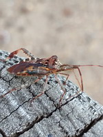 Punaise americaine - Leptoglossus occidentalis (ph. Mrugala F., Ardeche, 08-2020)(7)